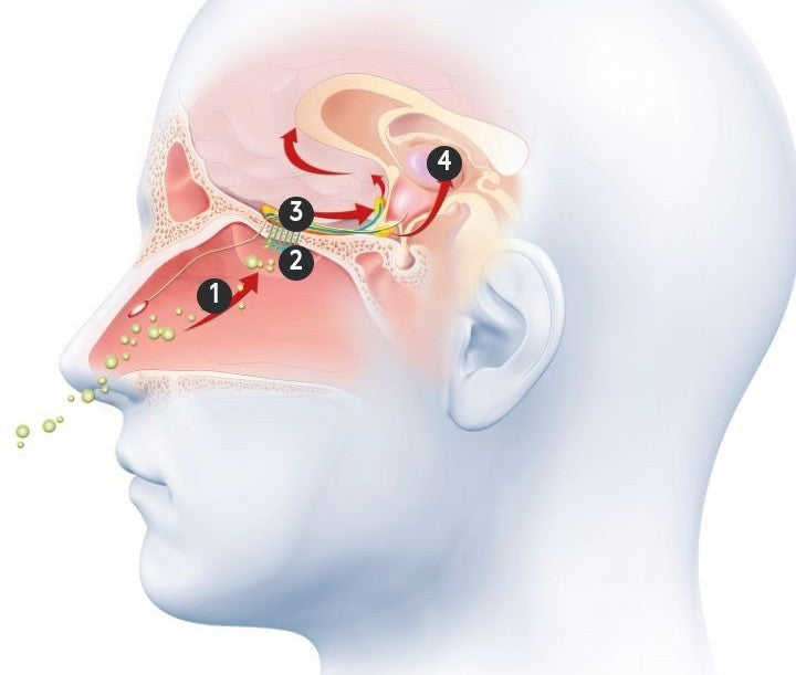 Visualisatie hoe geur het limbisch systeem activeert
